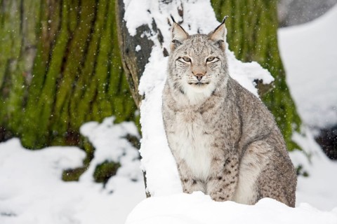 Eurasian lynx