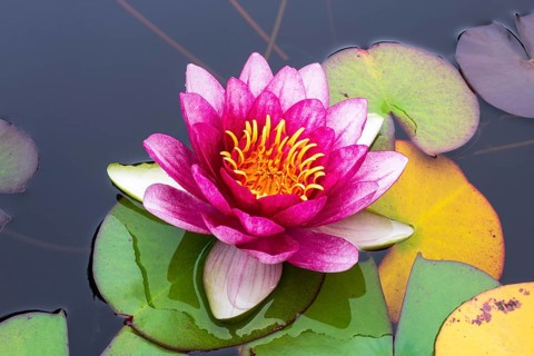 Water lily