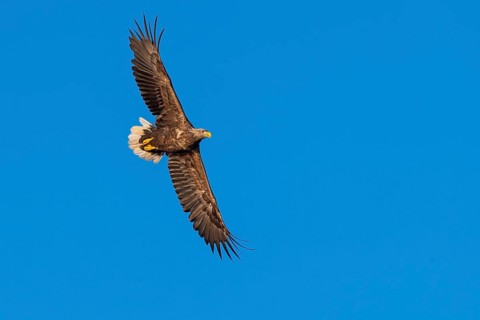 White-tailed eagle