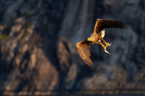 White-tailed eagle