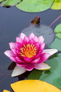 Water lily