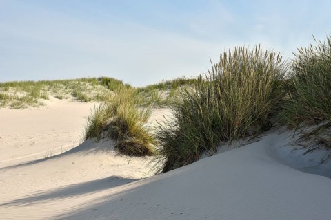 Foredunes at the beach section Nebel