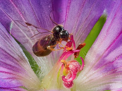 Male ant