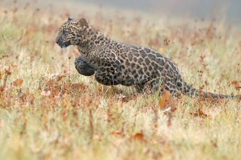 Indian indian leopard