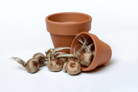 Bulbs of the saffron crocus