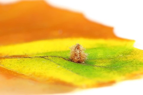 Small beech leaf gall midge