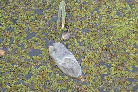 Plastic bottles swims on Floating Watermoss