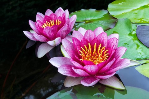 Water lily
