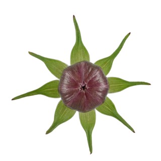 Mexican aster