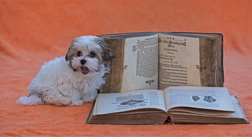 Bolonka Zwetna puppy with old books