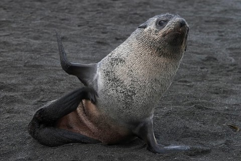Antarctic fur seal