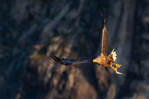 White-tailed eagle