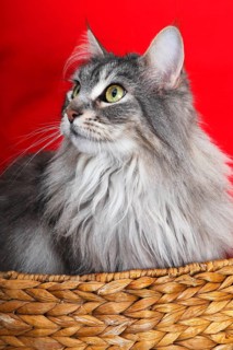 Maine coon cat