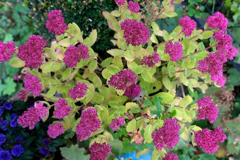 Orpine