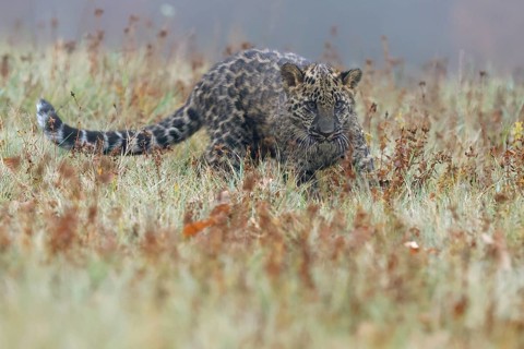 Indian indian leopard
