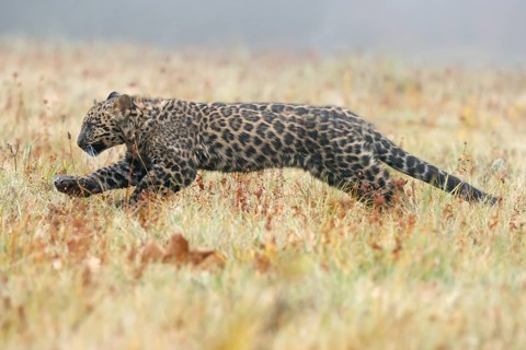 Indian indian leopard