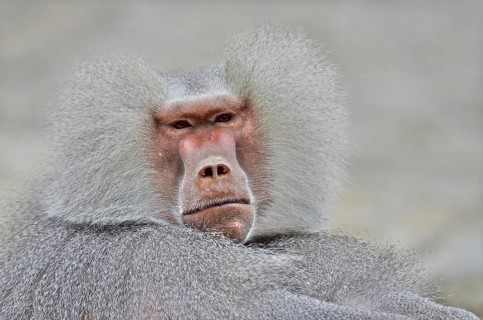 Male baboon
