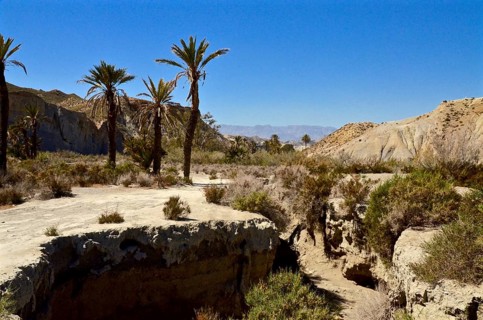 Palm trees in Tabernas desert