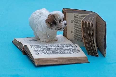 Bolonka Zwetna puppy with old books