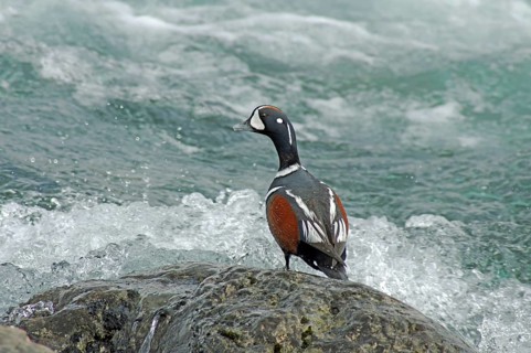Harlequin duck