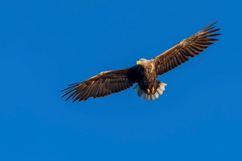 White-tailed eagle