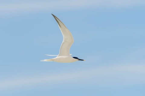 Sandwich tern