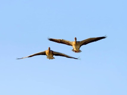 Greylag geese