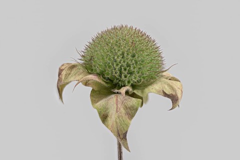 Bee balm hybrid