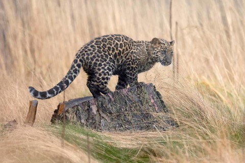 Indian indian leopard