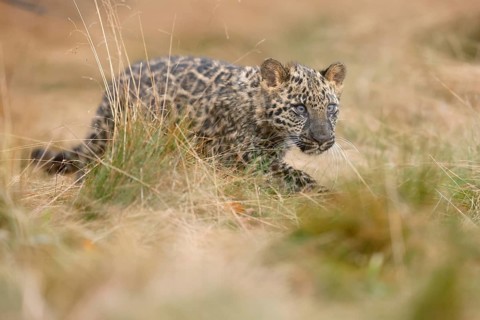 Indian indian leopard