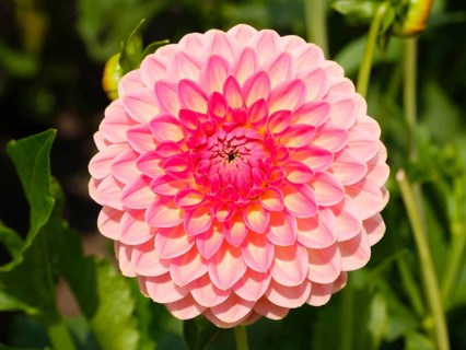 Flowering dahlia