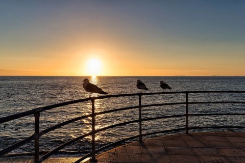 Three seagulls on a railing