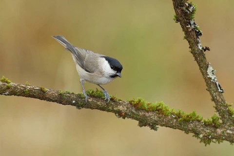Willow tit