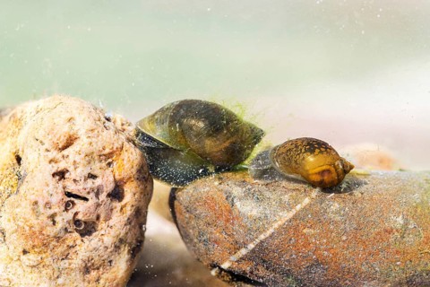 Two bladder snails