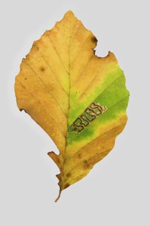Common beech