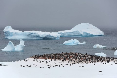 Gentoo penguins