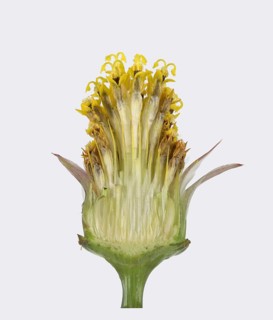 Mexican aster
