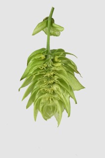 Common hop