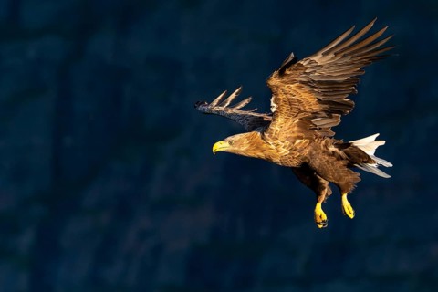 White-tailed eagle