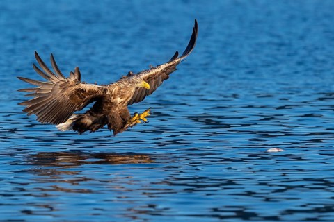 White-tailed eagle