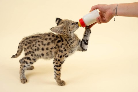 Serval