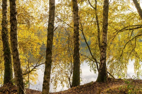 Autumn atmosphere at Lake Linden
