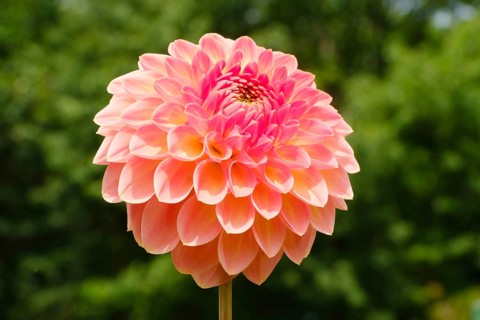 Flowering dahlia