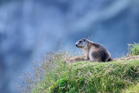 Alpine marmot