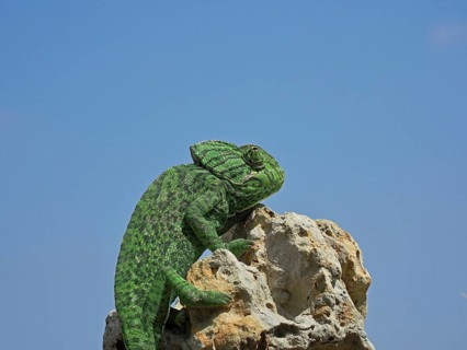 Mediterranean chameleon
