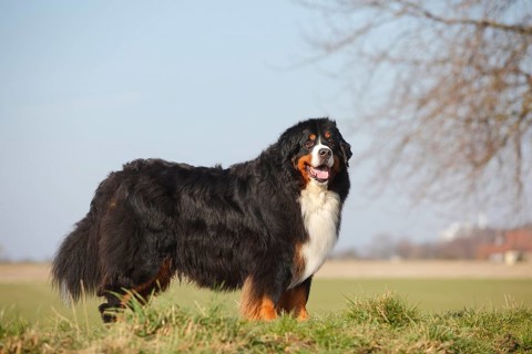 Bernese Mountain Dog