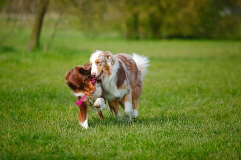 Australian Shepherds