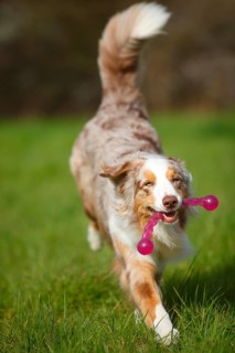 Australian Shepherd