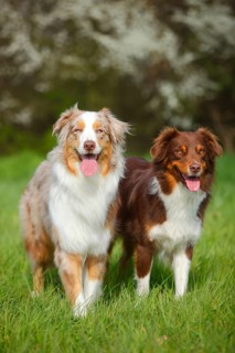 Australian Shepherds