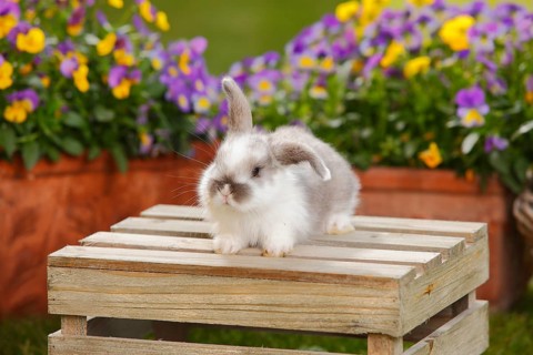 Dwarf ram rabbit